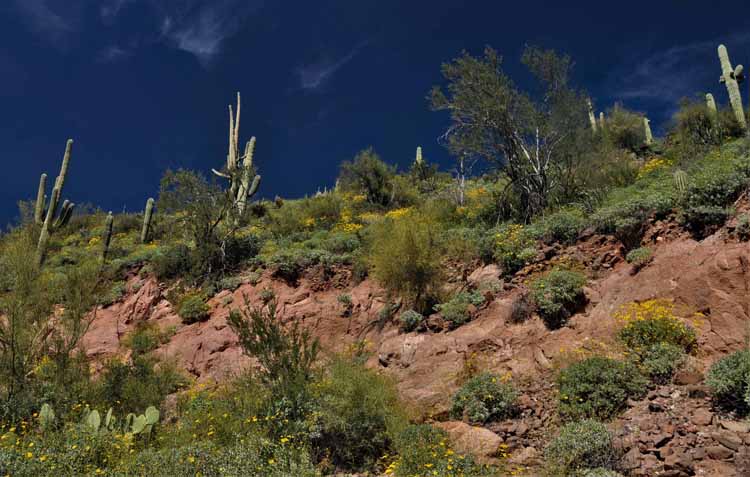 hillside of saguaros